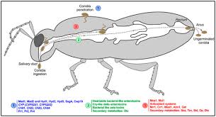 Attēlu rezultāti vaicājumam “Enteridium corticatum”