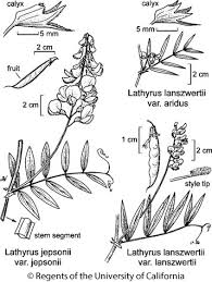 Attēlu rezultāti vaicājumam “Lathyrus”