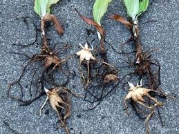 Attēlu rezultāti vaicājumam “Dactylorhiza ochroleuca bud”