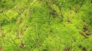 Attēlu rezultāti vaicājumam “Sphagnum girgensohnii”