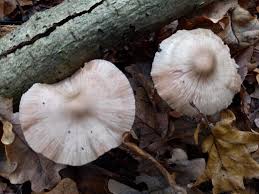Attēlu rezultāti vaicājumam “Mycena belliarum”