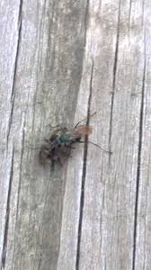 Attēlu rezultāti vaicājumam “Pompilidae”