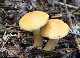 Attēlu rezultāti vaicājumam “Suillus bovinus”