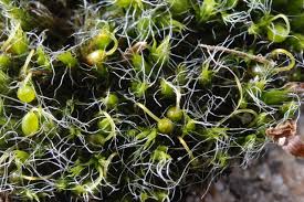 Attēlu rezultāti vaicājumam “Grimmia pulvinata”