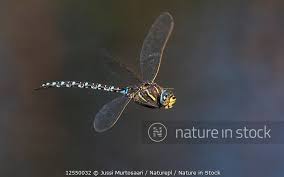 Attēlu rezultāti vaicājumam “Aeshna juncea male”