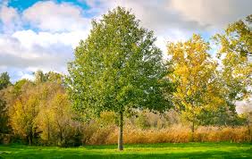 Attēlu rezultāti vaicājumam “Quercus robur”