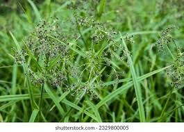 Attēlu rezultāti vaicājumam “Scirpus sylvaticus leaf”