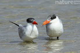 Attēlu rezultāti vaicājumam “Hydroprogne caspia”