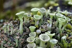 Attēlu rezultāti vaicājumam “Cladonia fimbriata”
