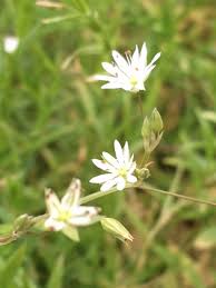 Attēlu rezultāti vaicājumam “Stellaria graminea flower”