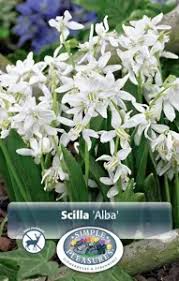 Attēlu rezultāti vaicājumam “Scilla siberica”