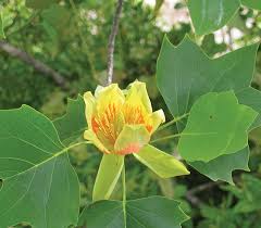 Attēlu rezultāti vaicājumam “Liriodendron tulipifera”
