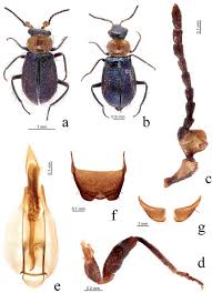 Attēlu rezultāti vaicājumam “Malachidae”