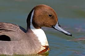 Attēlu rezultāti vaicājumam “Anas acuta male”