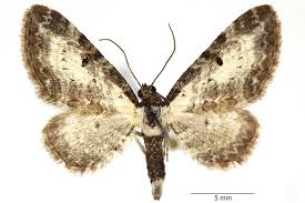 Attēlu rezultāti vaicājumam “Eupithecia subumbrata larva”