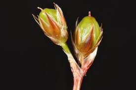 Attēlu rezultāti vaicājumam “Luzula pilosa bud”