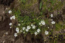 Attēlu rezultāti vaicājumam “Cerastium sylvaticum”