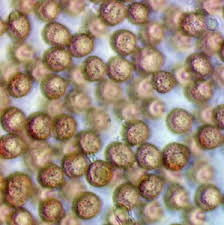 Attēlu rezultāti vaicājumam “Comatricha fragilis macro”