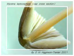 Attēlu rezultāti vaicājumam “Milesina murariae”