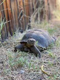 Attēlu rezultāti vaicājumam “Licea chelonoides”
