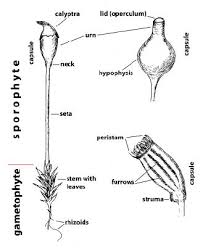 Attēlu rezultāti vaicājumam “Hygrohypnum luridum sporophyte”