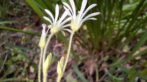 Attēlu rezultāti vaicājumam “Stellaria nemorum flower”