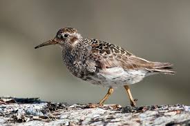 Attēlu rezultāti vaicājumam “Calidris maritima”