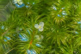 Attēlu rezultāti vaicājumam “Hydrocharitaceae”