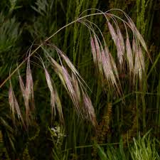 Attēlu rezultāti vaicājumam “Anisantha tectorum fruit”