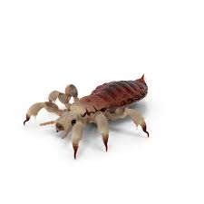 Attēlu rezultāti vaicājumam “Phthiraptera”