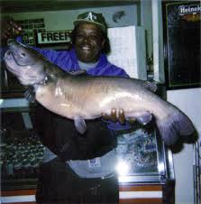 Image result for Ameiurus catus