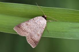 Attēlu rezultāti vaicājumam “Lygephila viciae”