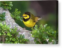 Image result for Wilsonia citrina