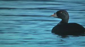 Attēlu rezultāti vaicājumam “Melanitta nigra”