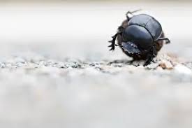 Attēlu rezultāti vaicājumam “Aphodius sp. imago”