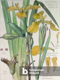 Attēlu rezultāti vaicājumam “Iris pseudacorus fruit”