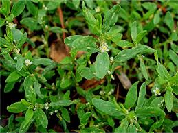 Attēlu rezultāti vaicājumam “Polygonum arenastrum leaf”