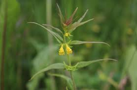 Attēlu rezultāti vaicājumam “Melampyrum sylvaticum”