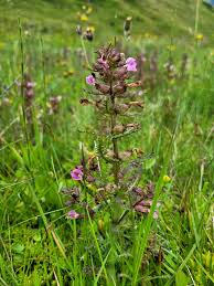 Attēlu rezultāti vaicājumam “Pedicularis palustris flower”