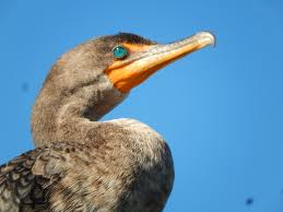 Image result for Phalacrocorax auritus