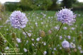 Image result for Succisella inflexa