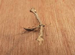 Attēlu rezultāti vaicājumam “Platyptilia gonodactyla imago”