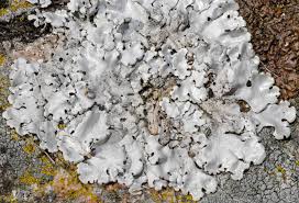 Attēlu rezultāti vaicājumam “Parmelina tiliacea”