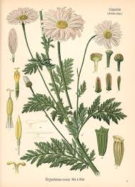 Image result for Chrysanthemum ptarmiciflorum