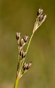 Attēlu rezultāti vaicājumam “Juncus squarrosus”