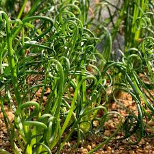 Attēlu rezultāti vaicājumam “Juncus effusus fruit”