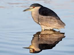 Image result for Nycticorax nycticorax