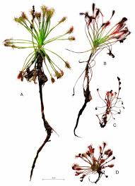 Attēlu rezultāti vaicājumam “Drosera x obovata leaf”