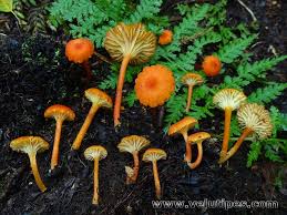 Attēlu rezultāti vaicājumam “Hygrocybe cantharellus”