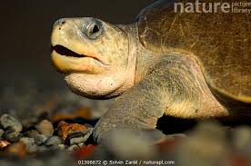 Image result for Lepidochelys olivacea